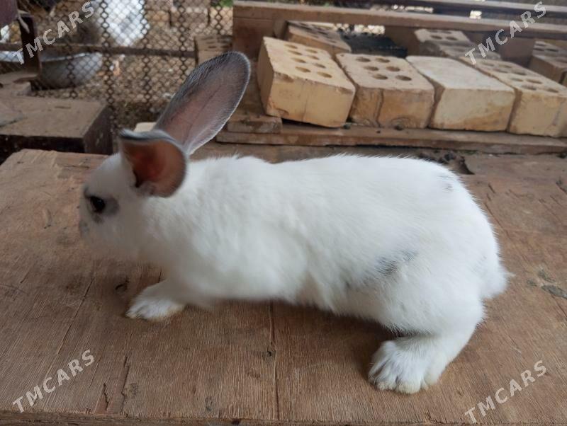 Welikan - Мары - img 1