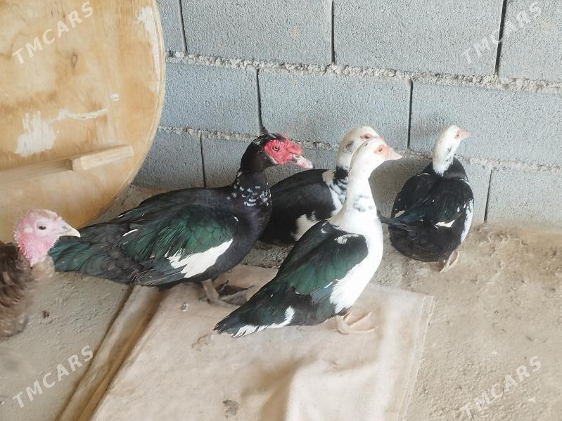 Indautga - Herrikgala - img 1