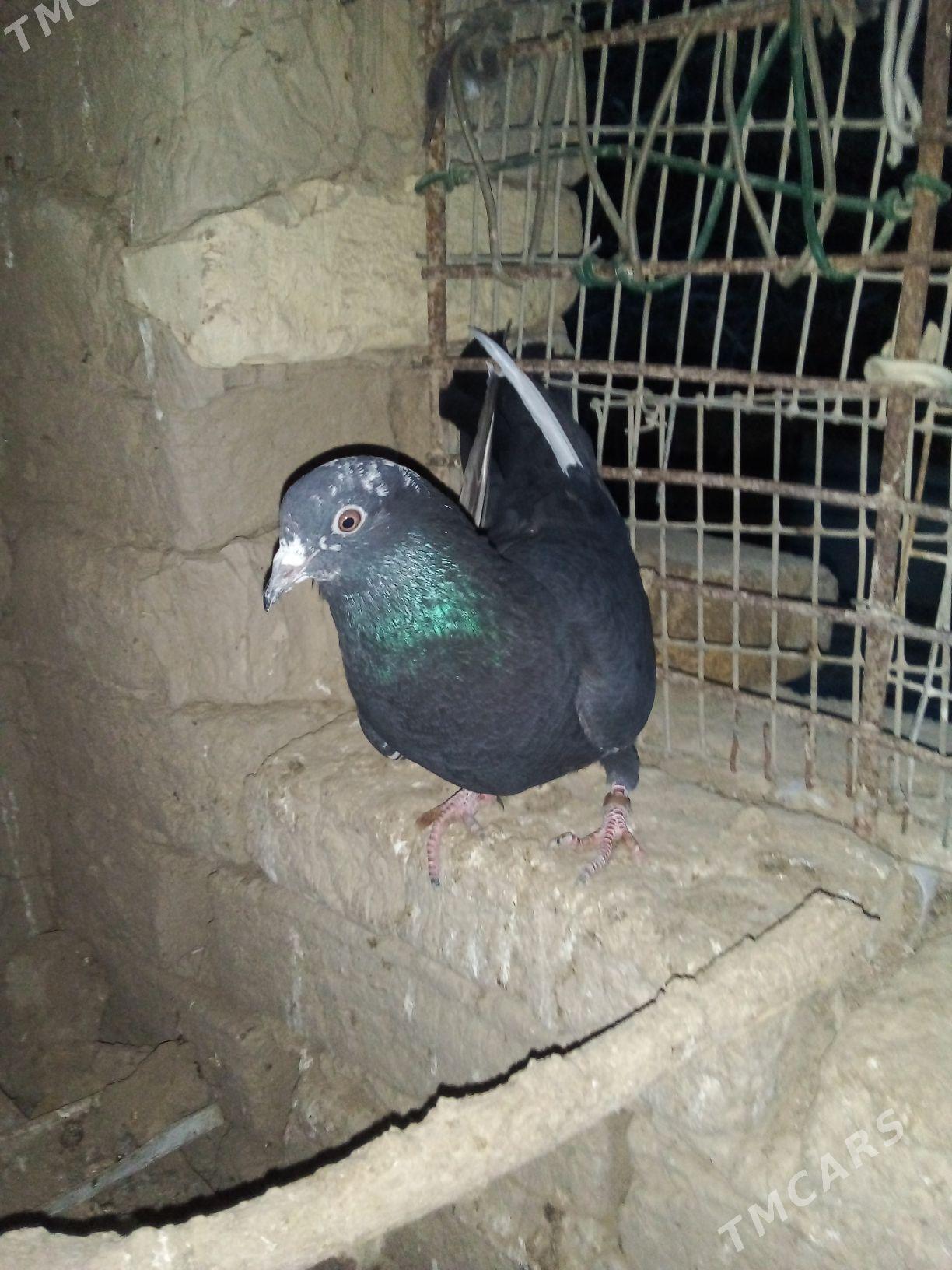 kepderi - Wekilbazar - img 1