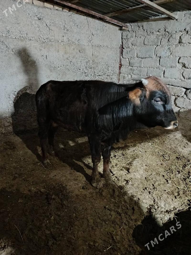 okuZ - Кипджак - img 1