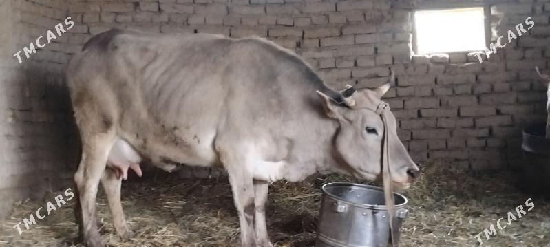 GOLELI SYGYR - Мары - img 1