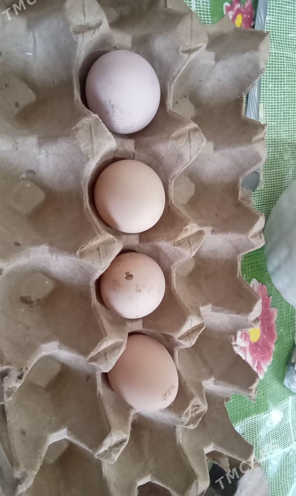 юмурцица гусь индюк - Анев - img 1