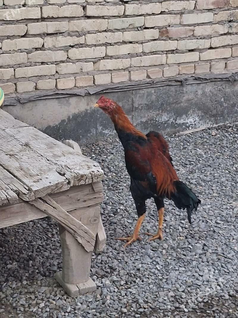 байсов хораз - Чарджоу - img 1