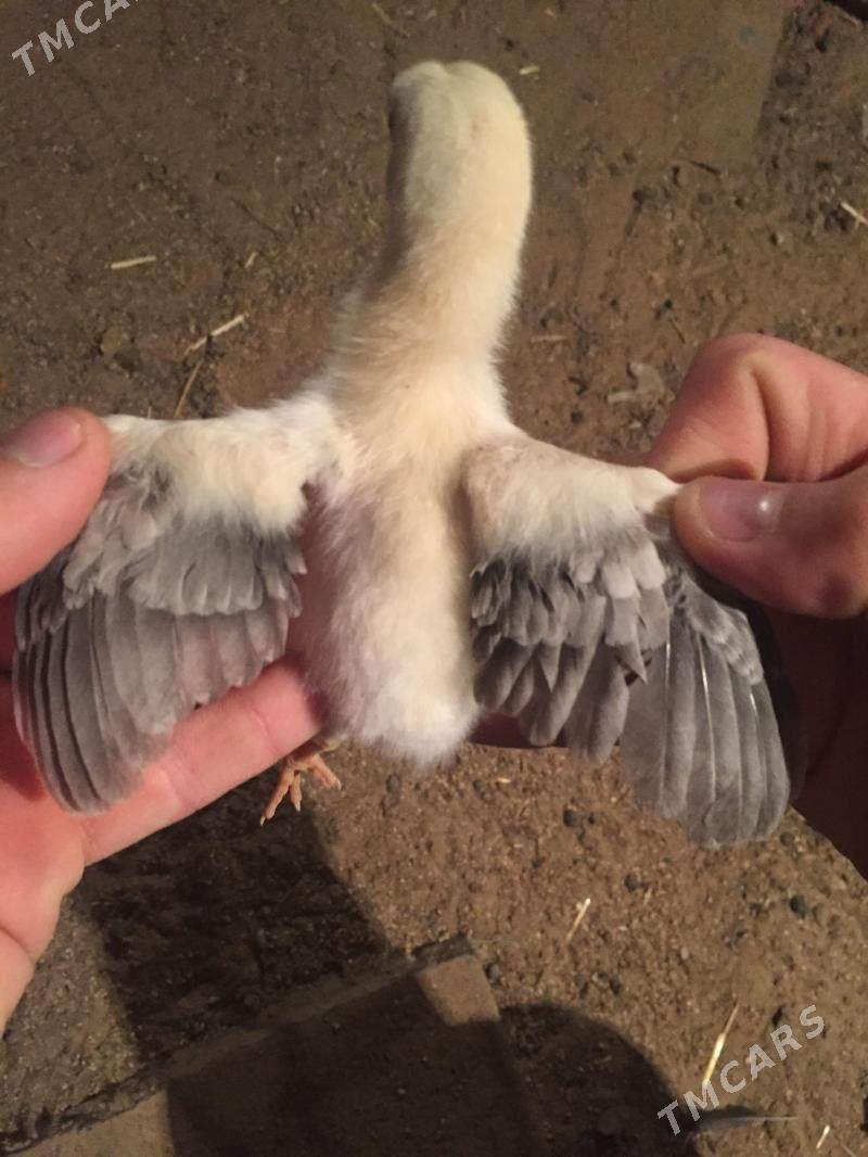 taskent - Ашхабад - img 1