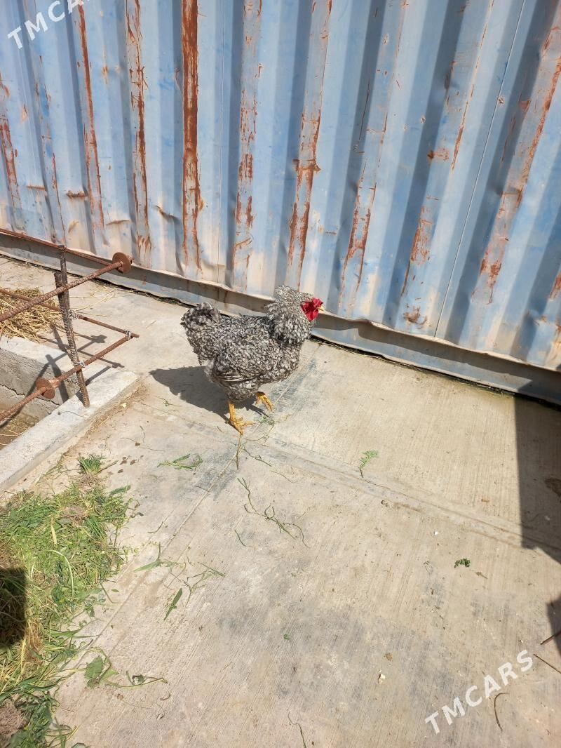 towuk horaz - Ашхабад - img 1