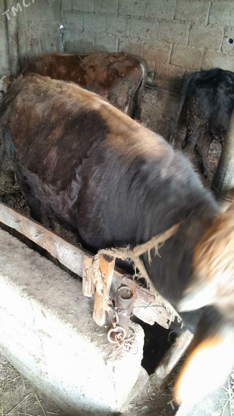 Ökuz - Gökdepe - img 1