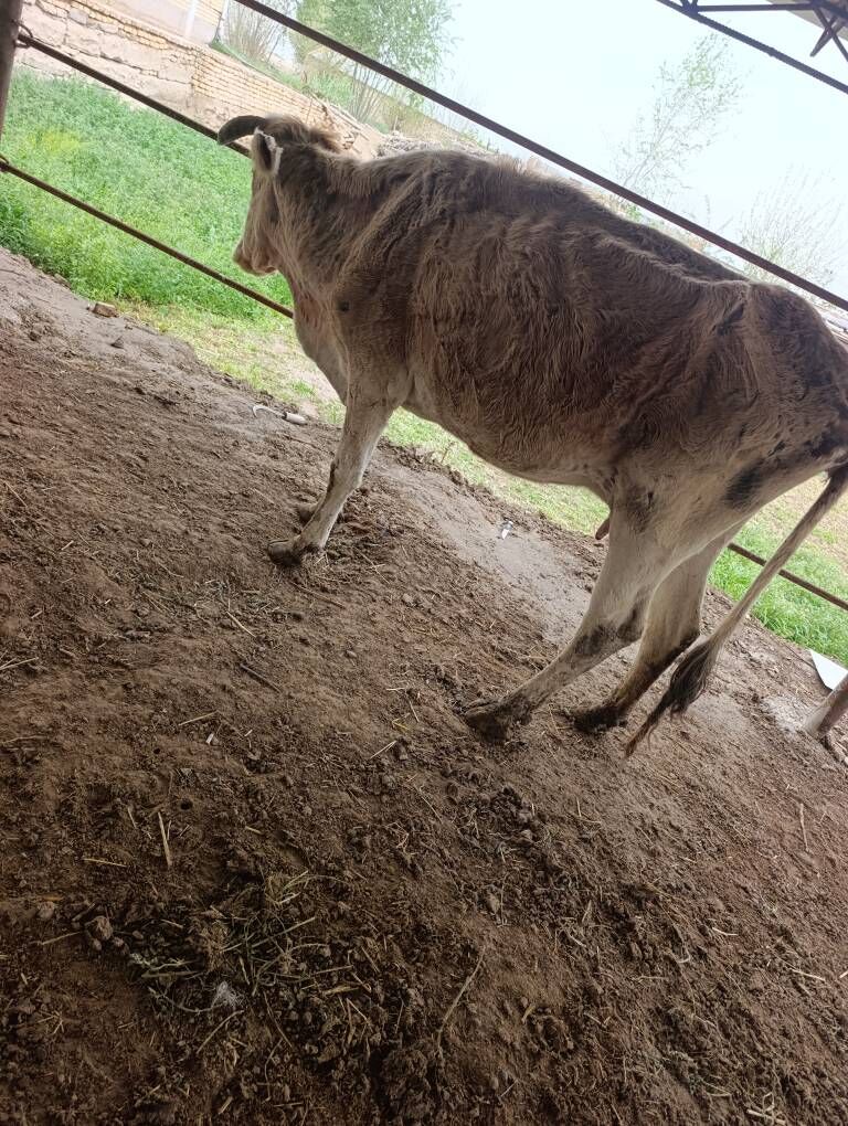 sygyr - Мургап - img 1