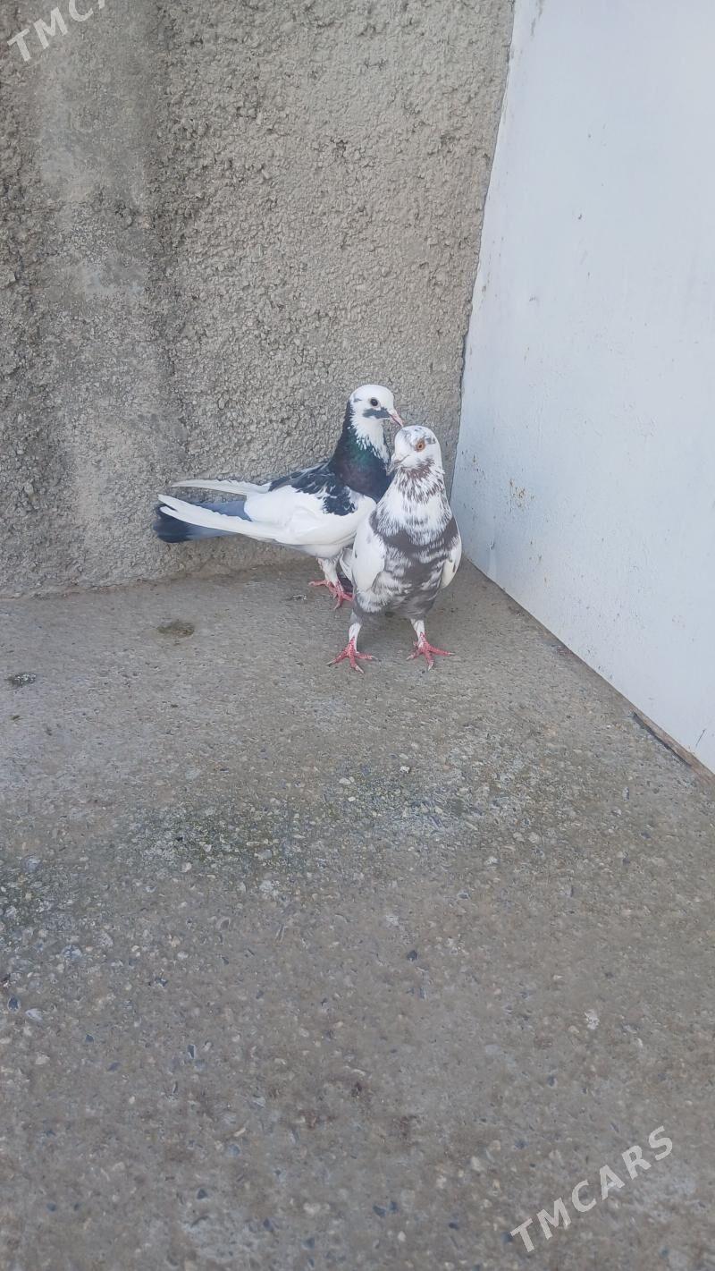 kepderi - Гызыларбат - img 1