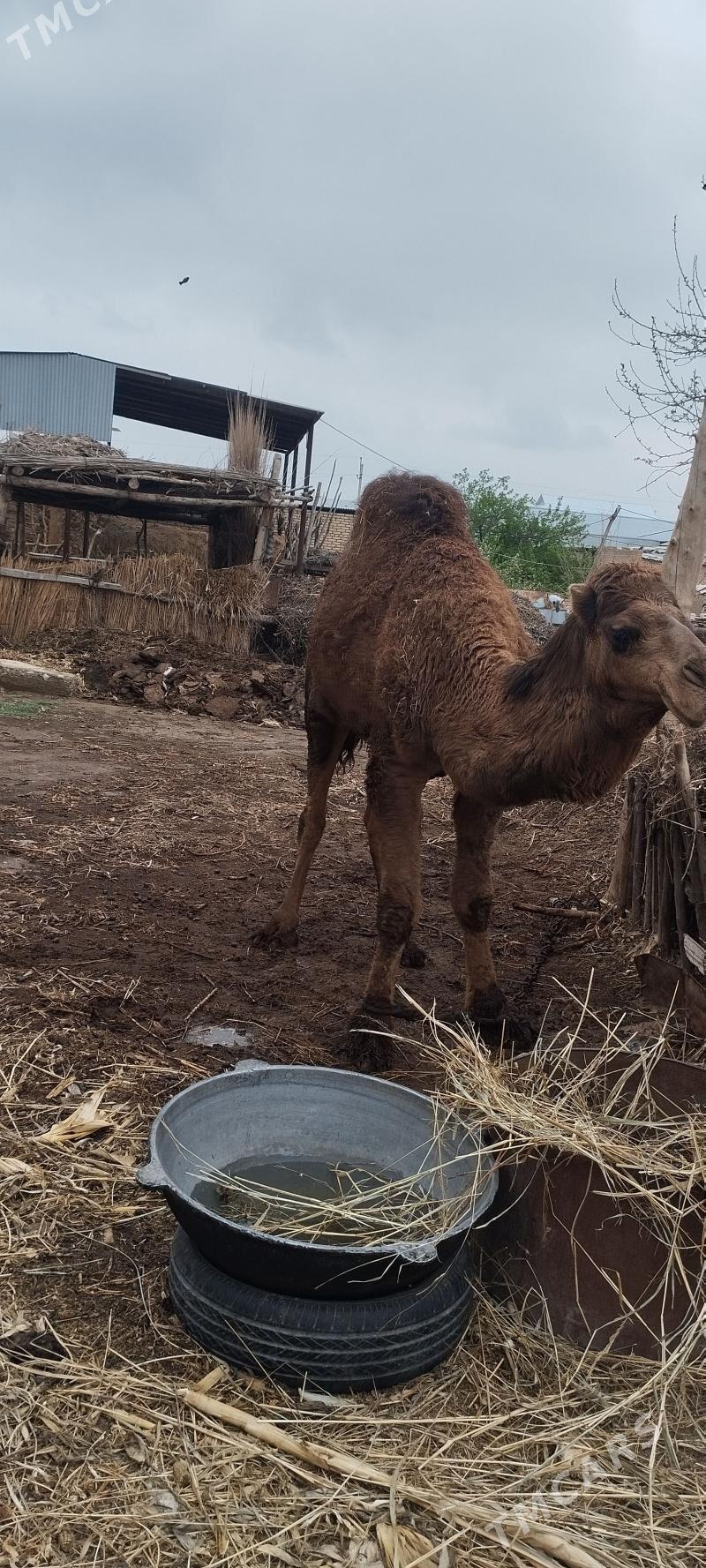 erkek duye - Каракумский этрап - img 1