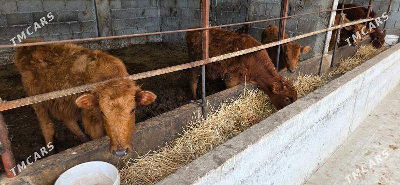 okyz we tuwe - Gökdepe - img 1