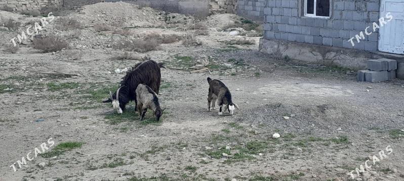 owlakly geci - Гызыларбат - img 1