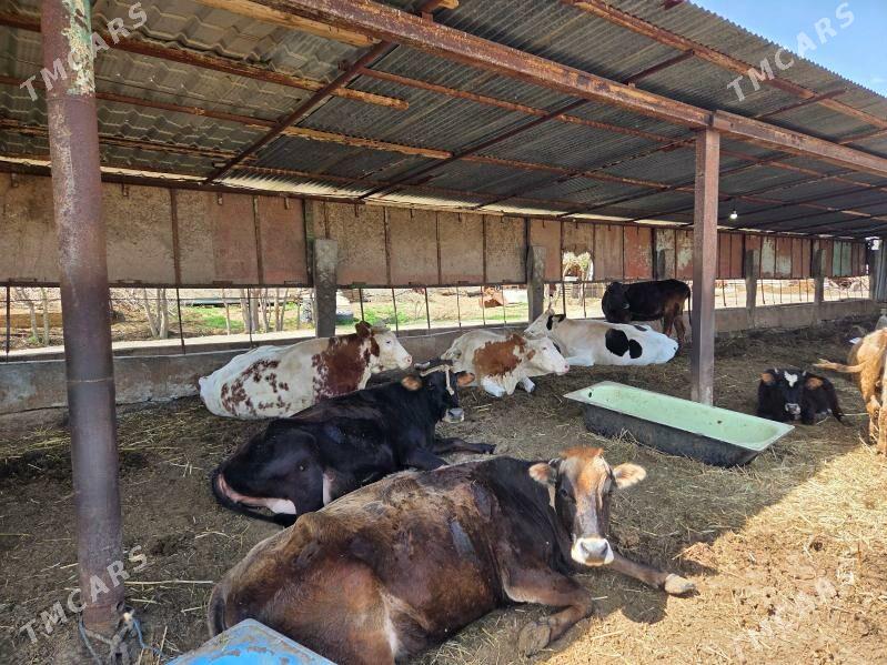 goleli sygyrlar - Ашхабад - img 1