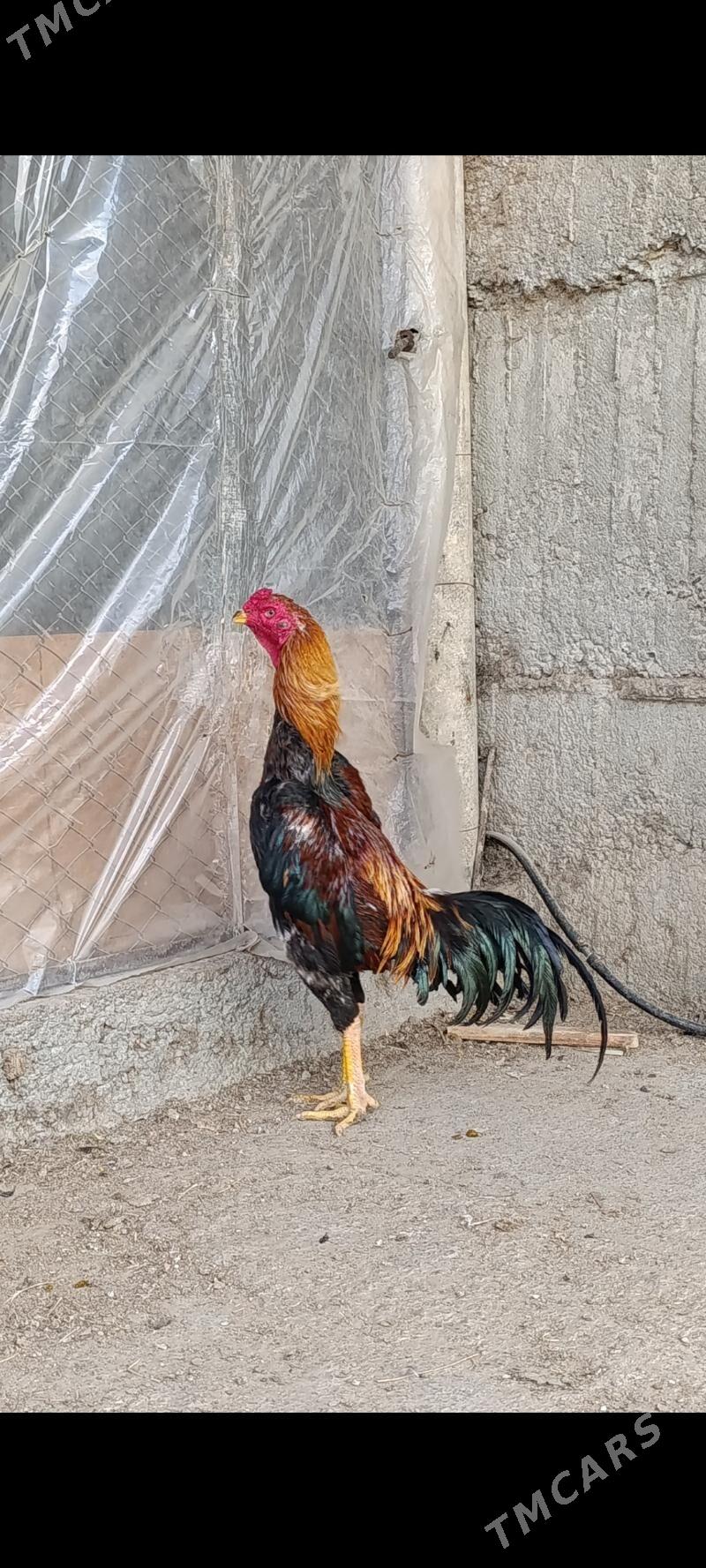 Taskent - Aşgabat - img 1