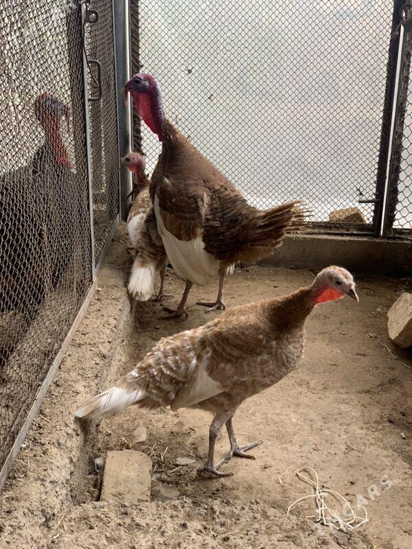 Gyzyl owgan induk - Mary - img 1