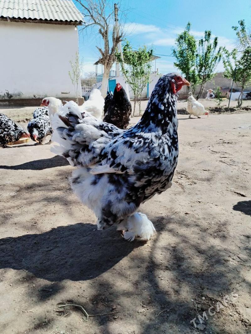 Mramyr brama - Джебел - img 1