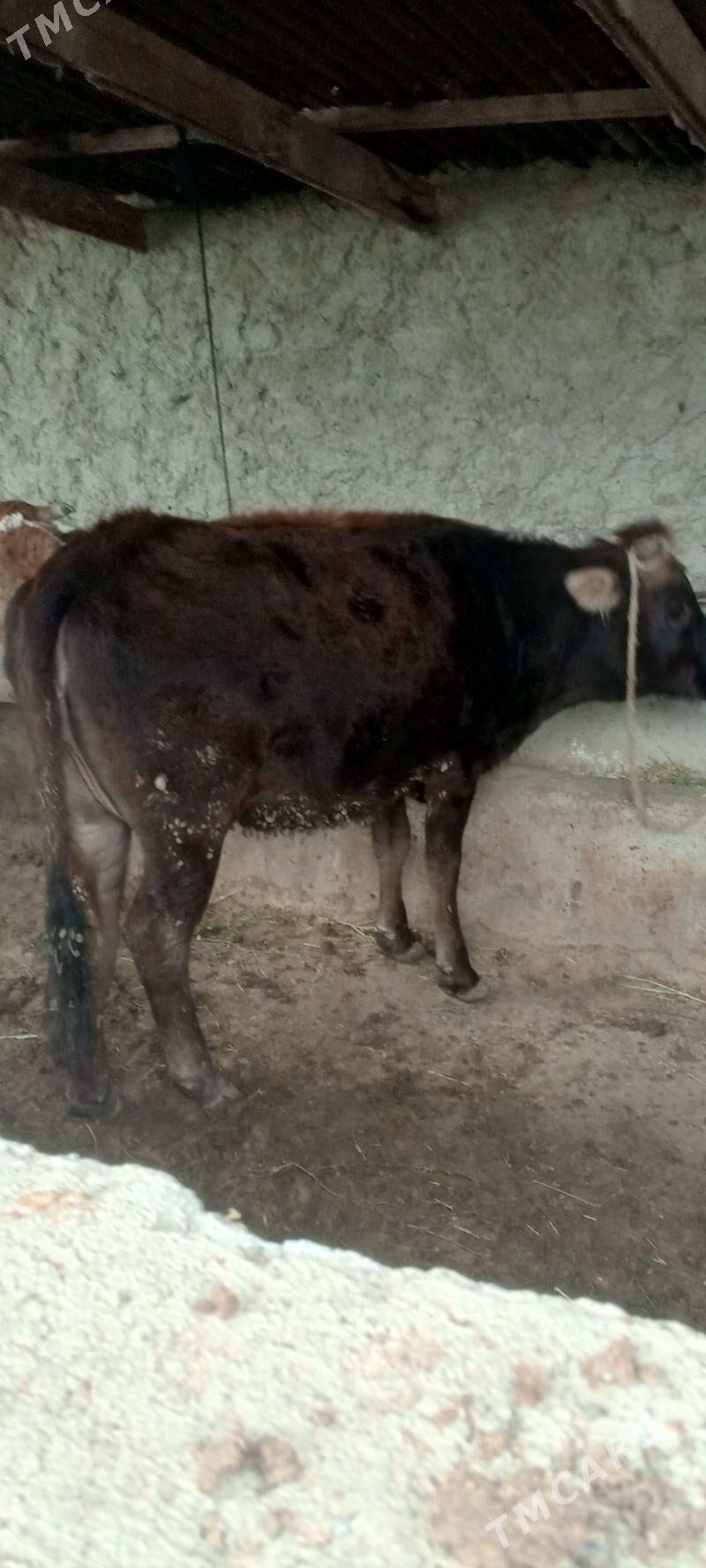 tuwe we sygyr - Бахарден - img 1