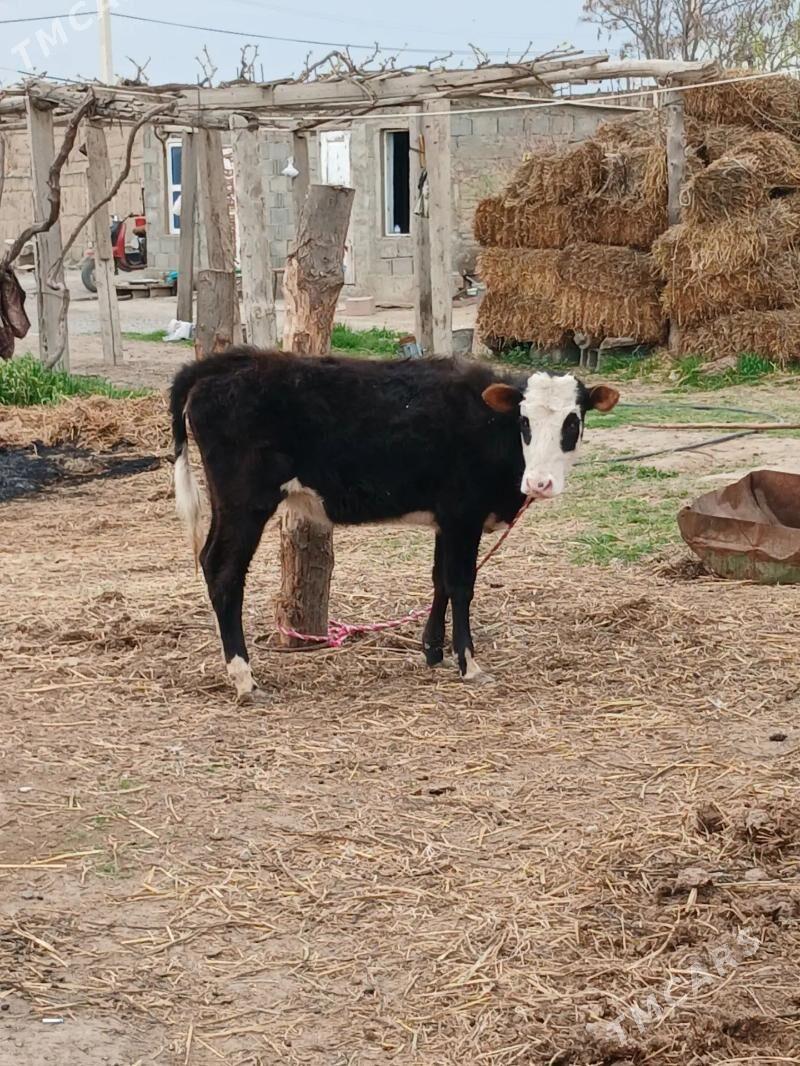 Tuwe - Gökdepe - img 1