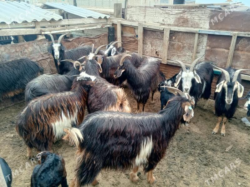 geçi - Джебел - img 1