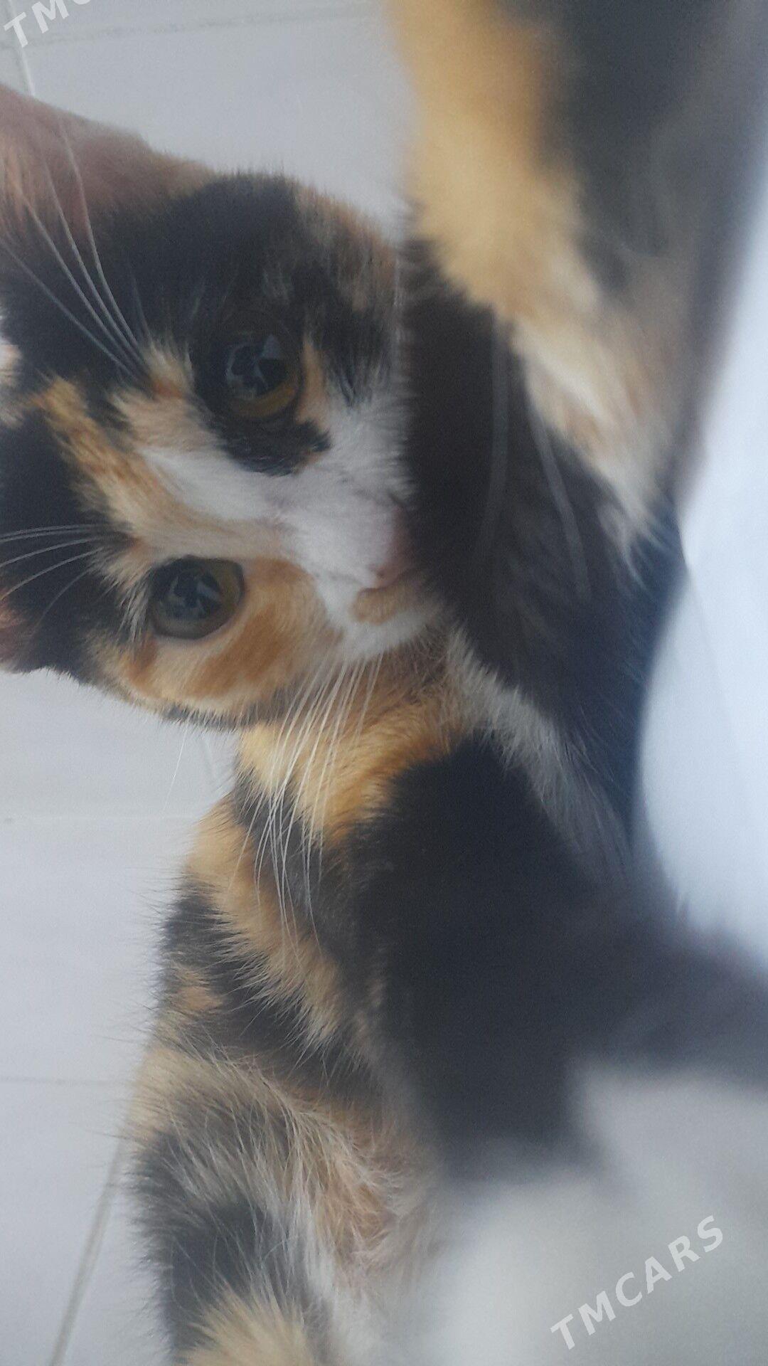 pişik - Бузмеин ГРЭС - img 1