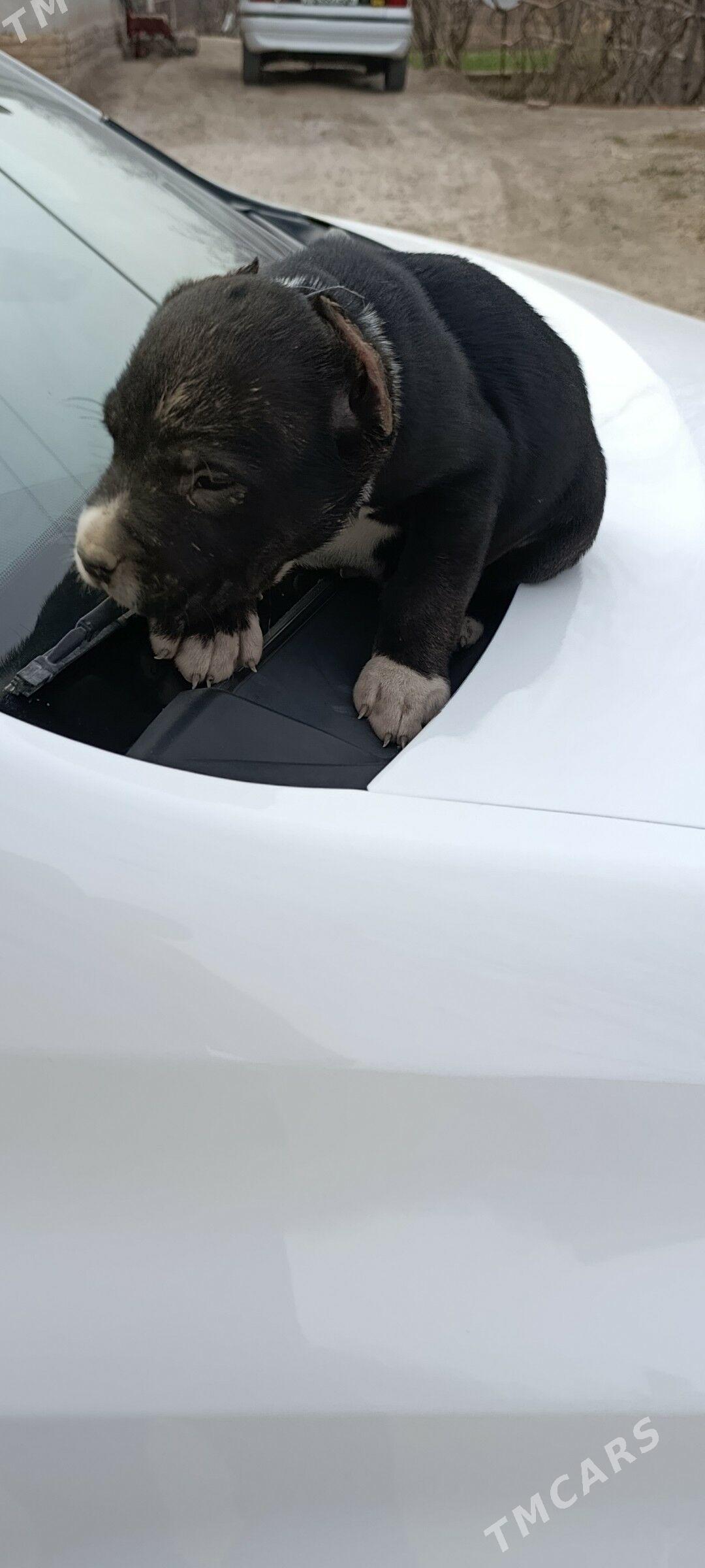 kane corsa - Дашогуз - img 1