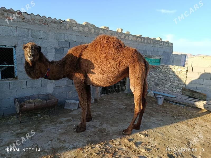 düýe - Берекет - img 1