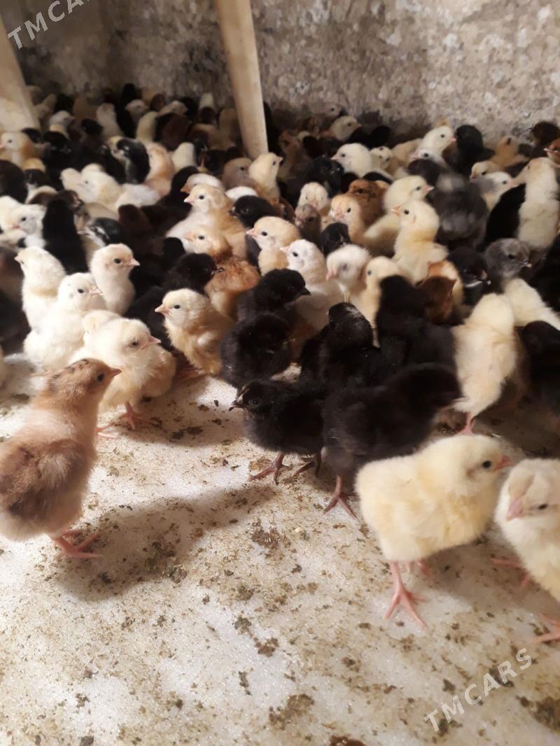 Jüýje - Туркменабат - img 1