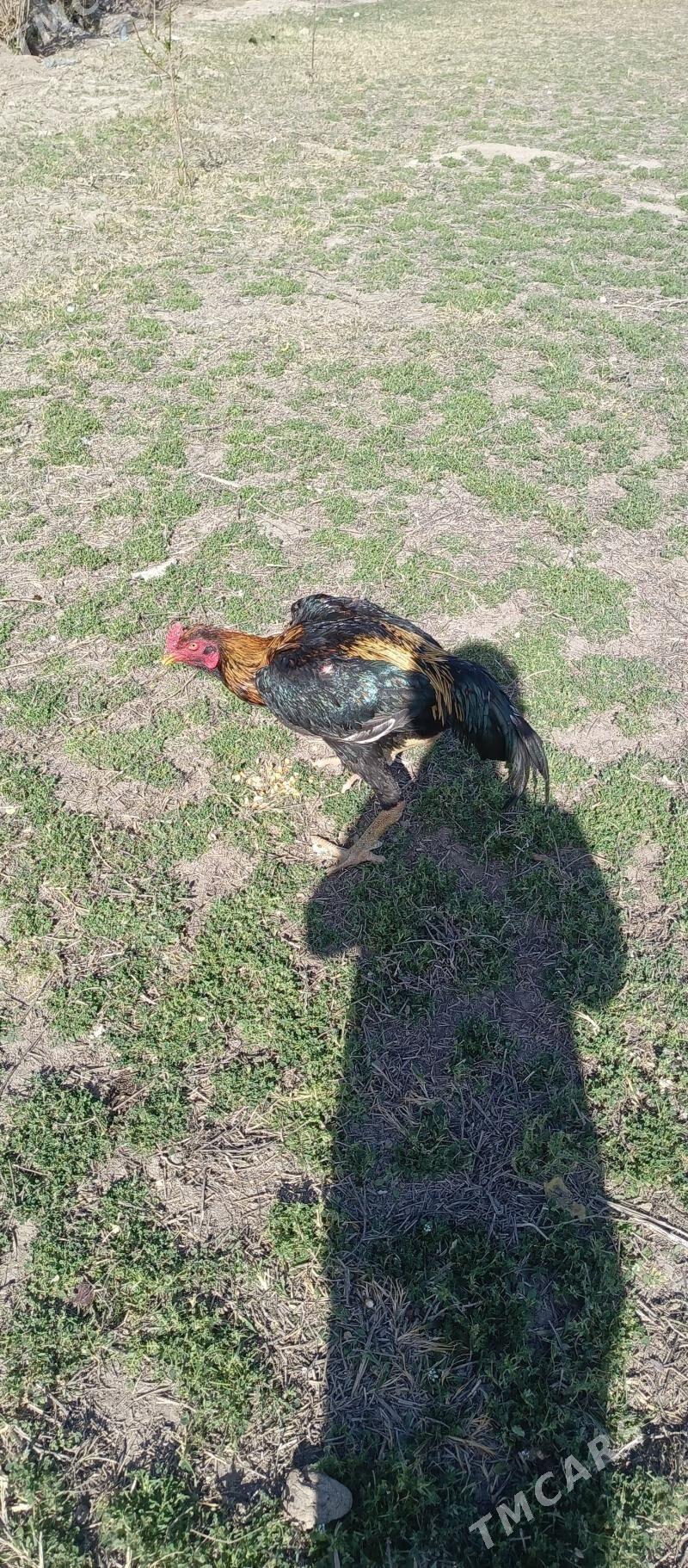 horaz - Саят - img 1