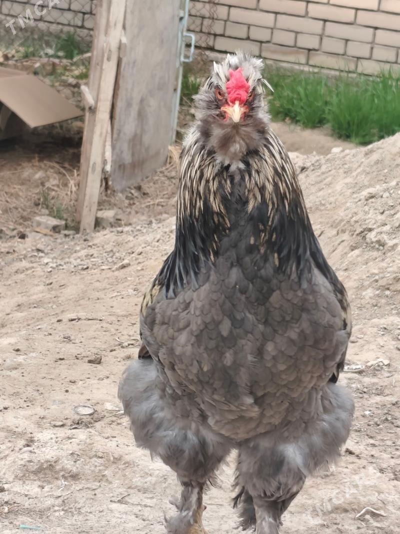 тройка двойка товуклар - Шатлык - img 1