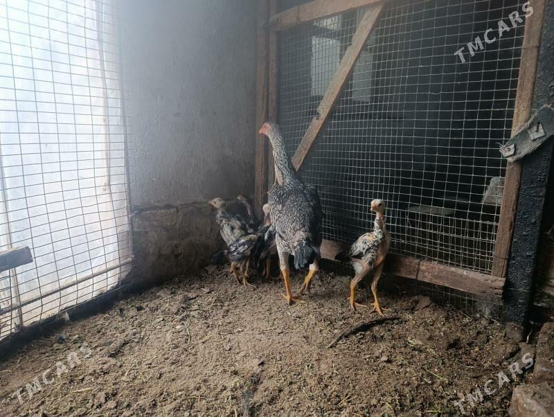 baysy juje - Саят - img 1