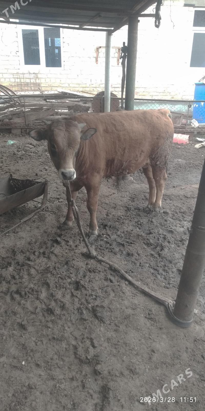 okiz - Теджен - img 1