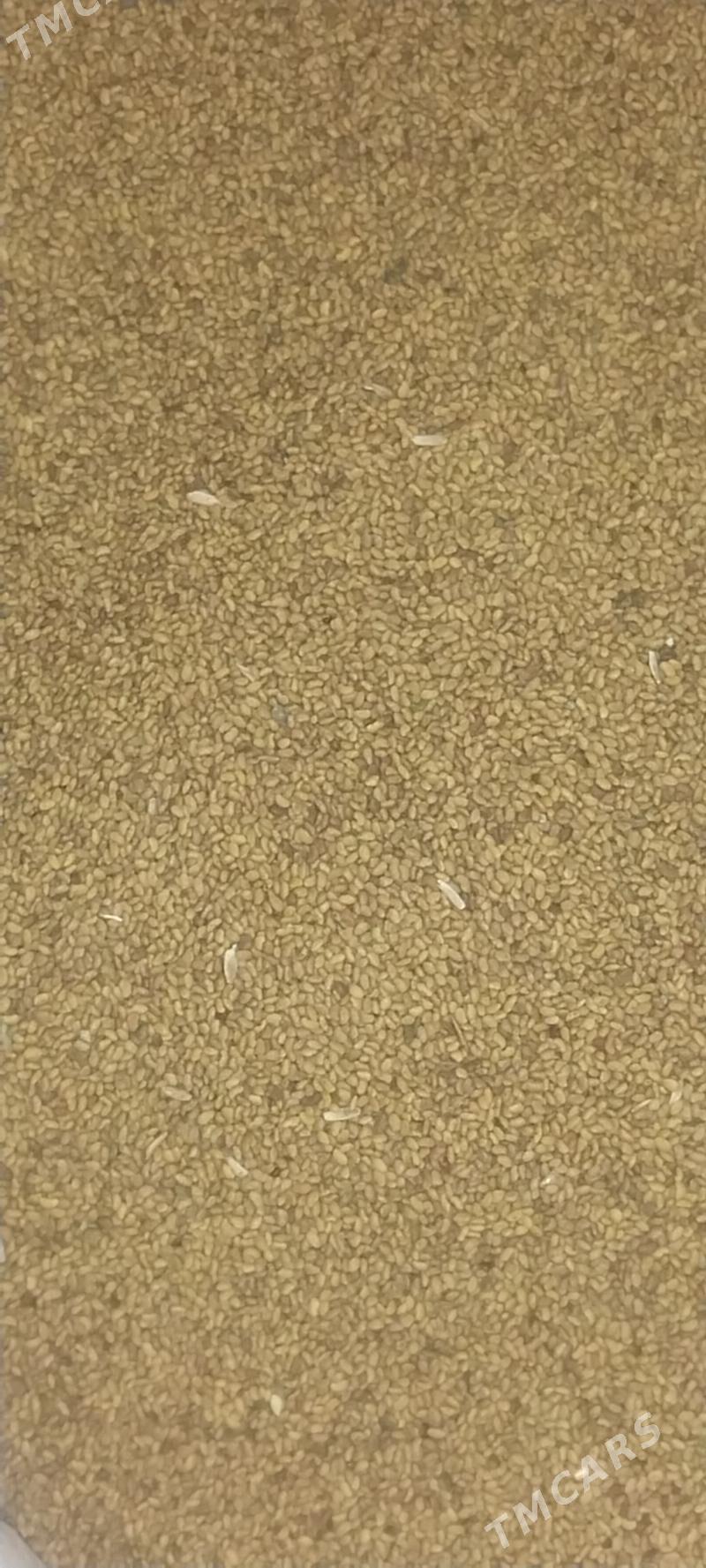 Yorunja tohum magnitdan gecen - Халач - img 1