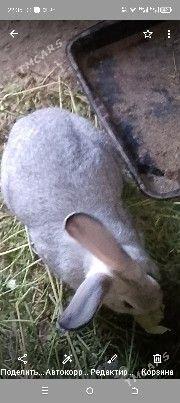 welikan - Махтумкули - img 1