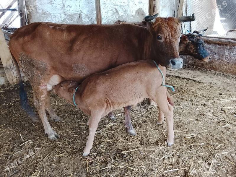 goleli sygyrlar - Мургап - img 1