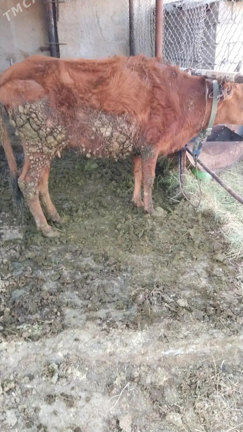 Tüwe - Ак-Бугдайский этрап - img 1