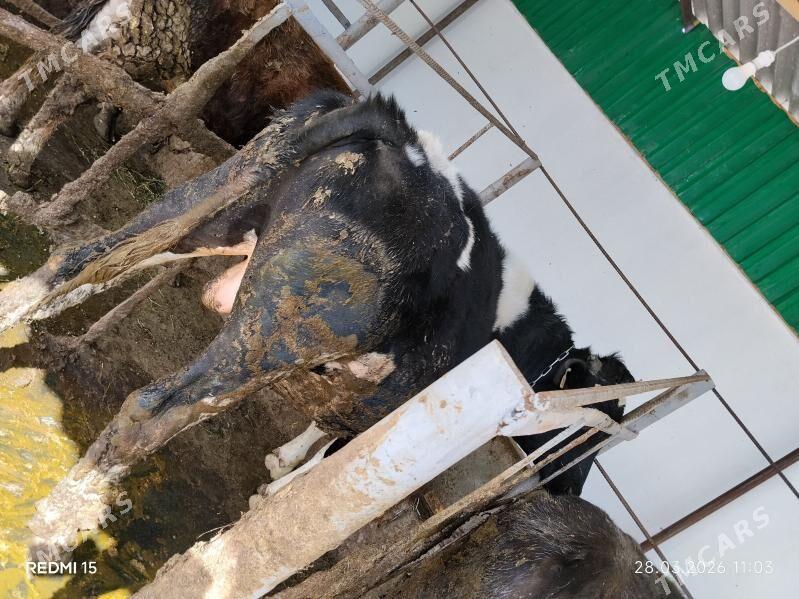 Öküz - Бахарден - img 1