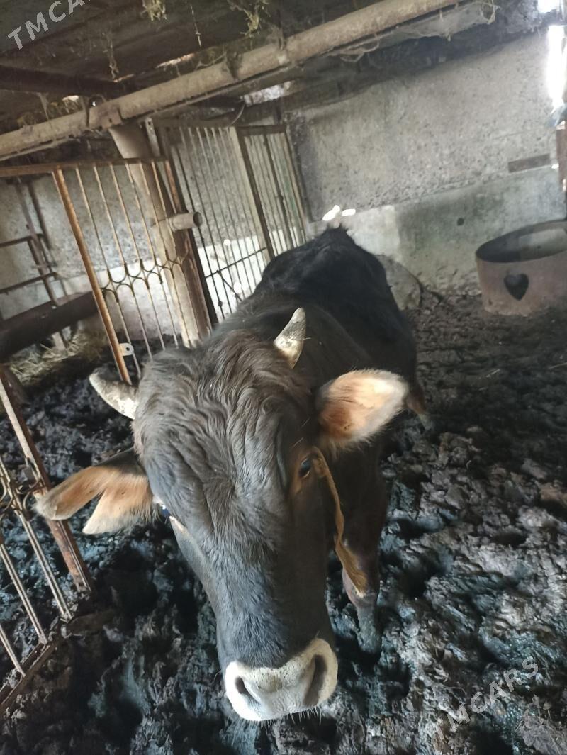 öküz - Garadamak - img 1