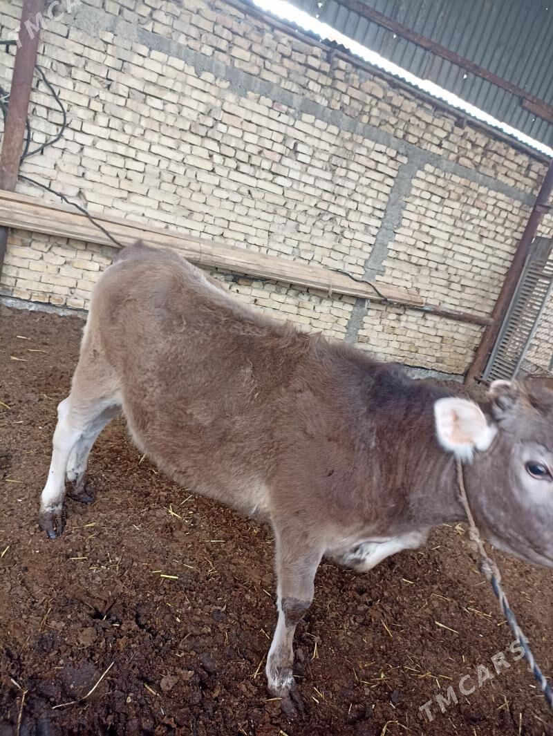 tüwe - Гарадамак - img 1