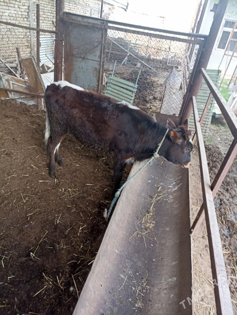 tüwe - Гарадамак - img 1