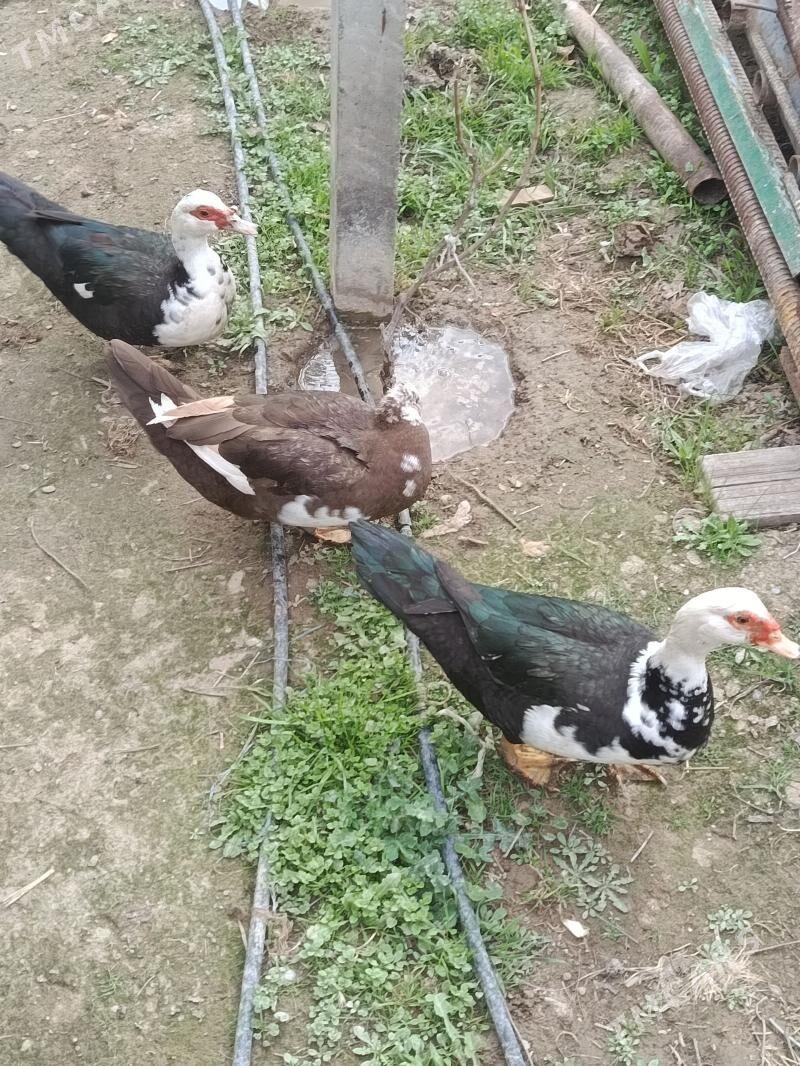 Ýasyl bas - Бузмеин - img 1