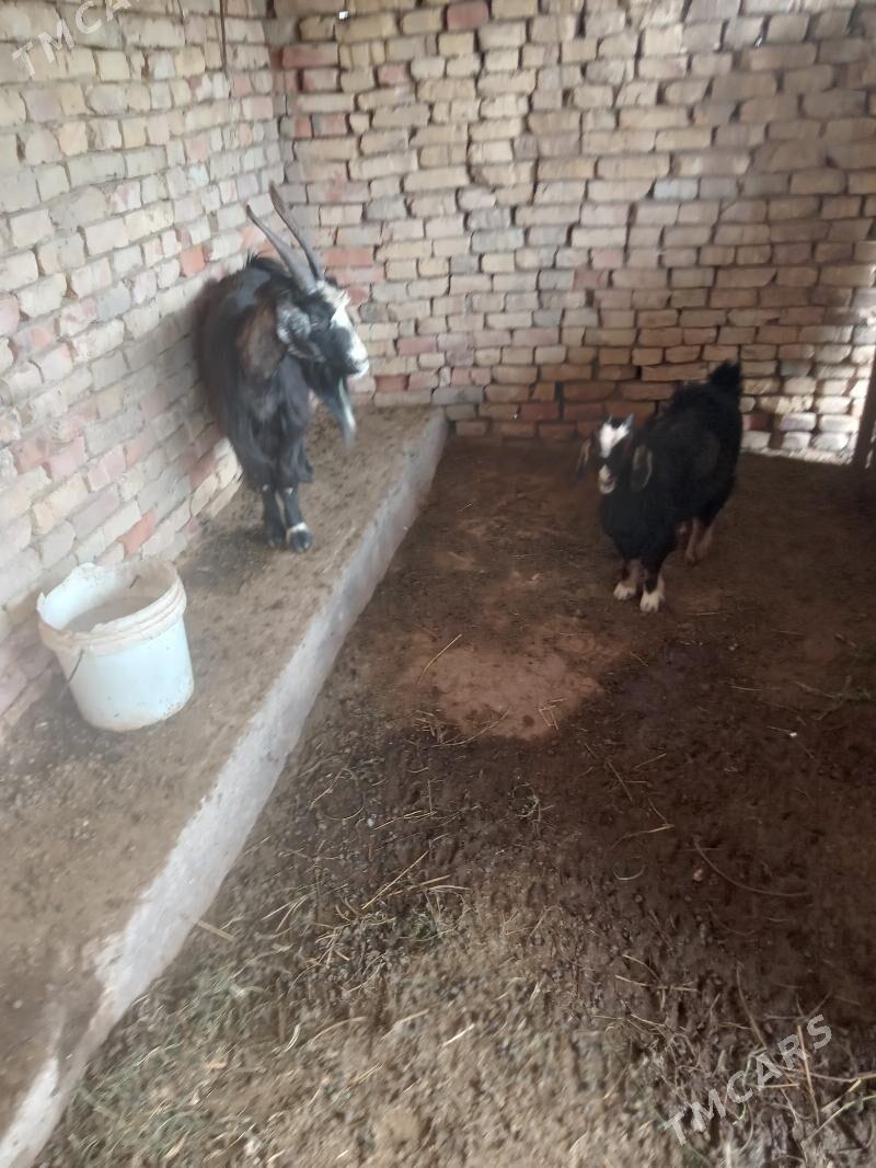 owlakgyl geçi - Мары - img 1