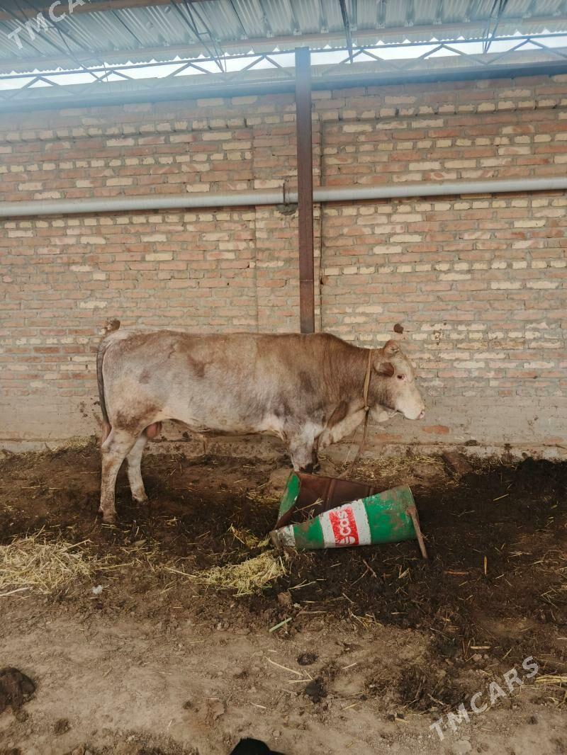 Öküz - Байрамали - img 1