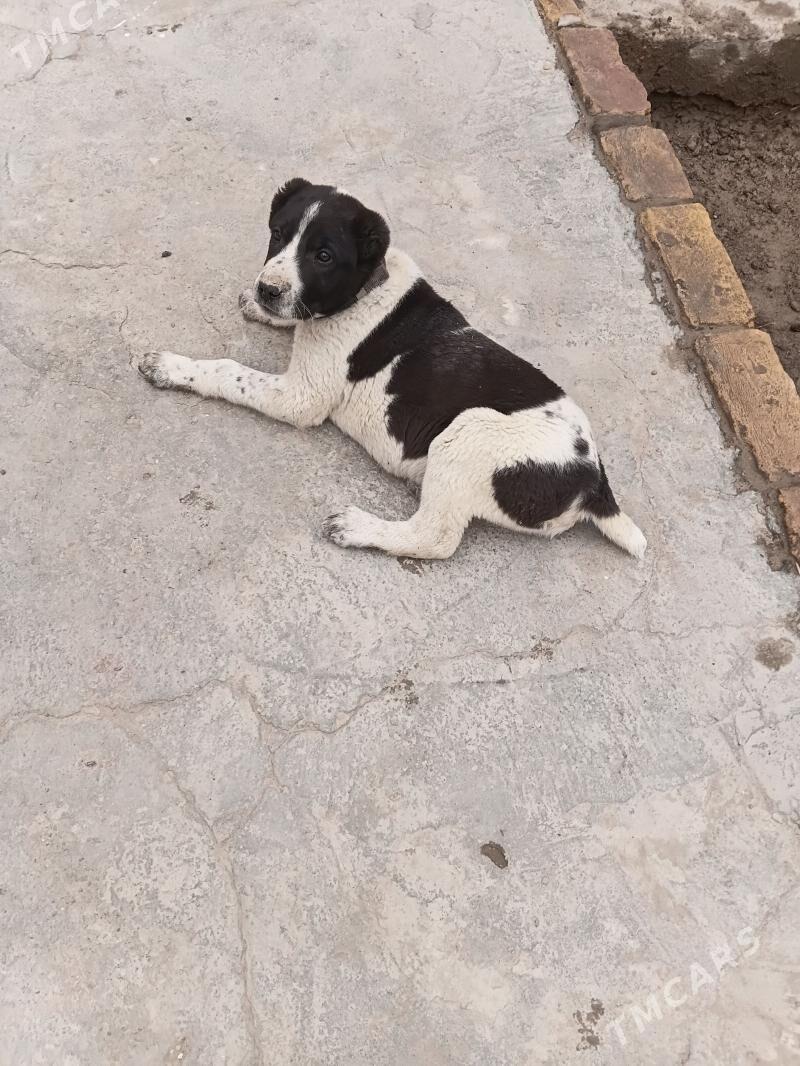 Alabay - Дашогуз - img 1