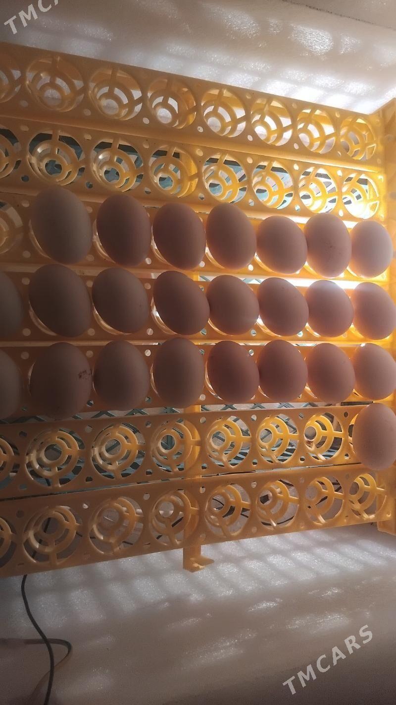 inkiwator 56 ýumurtgalyk - Гызыларбат - img 1