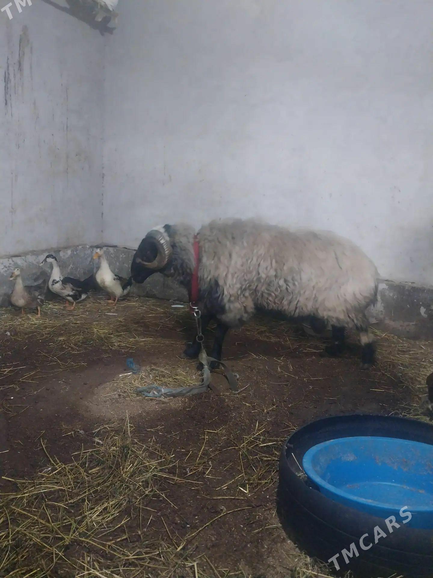 goç - Чарджоу - img 1