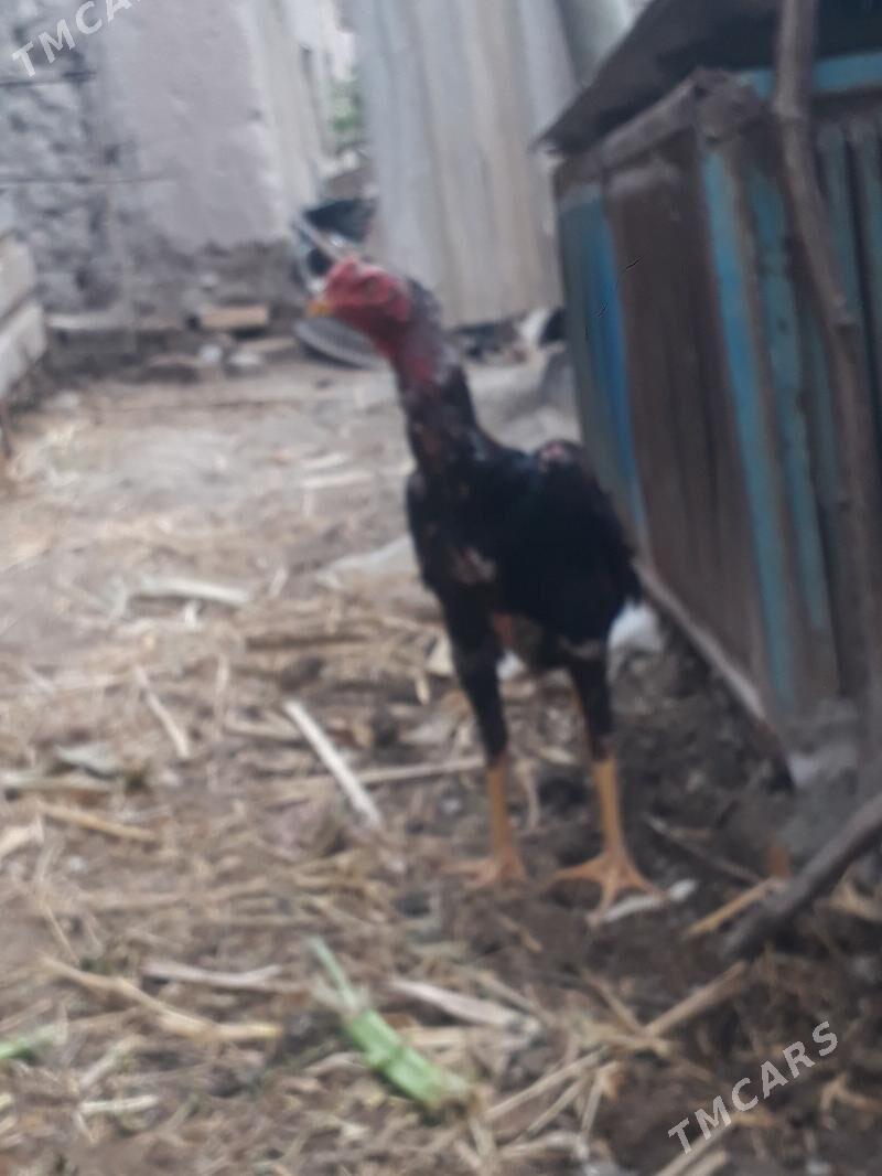 Horaz - Halaç - img 1