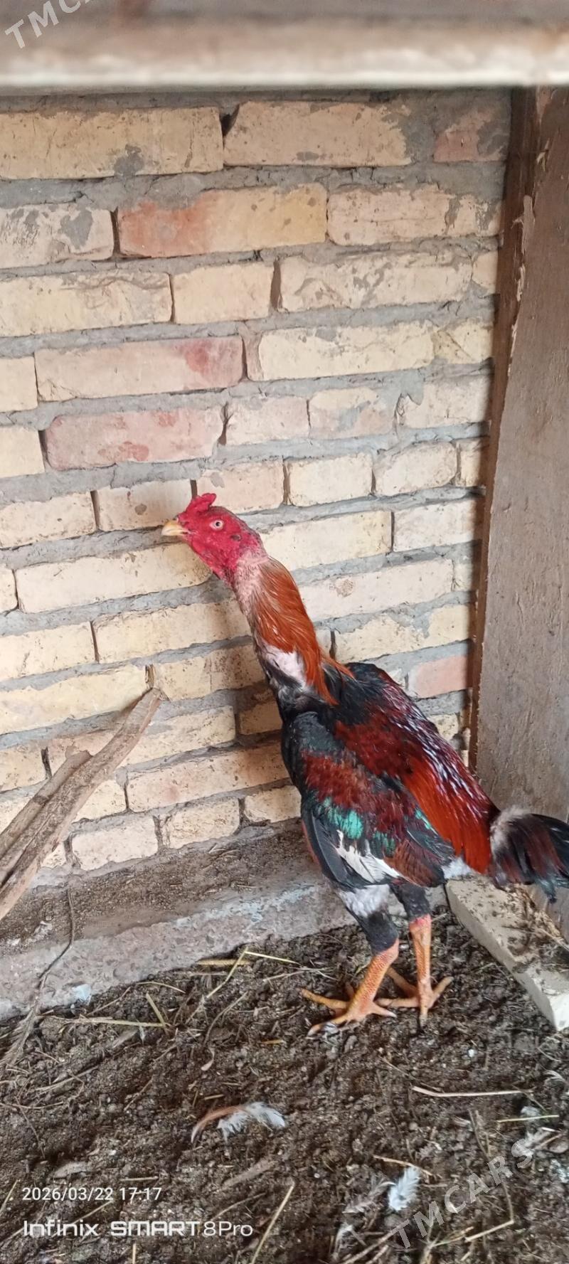 horaz - Türkmenabat - img 1