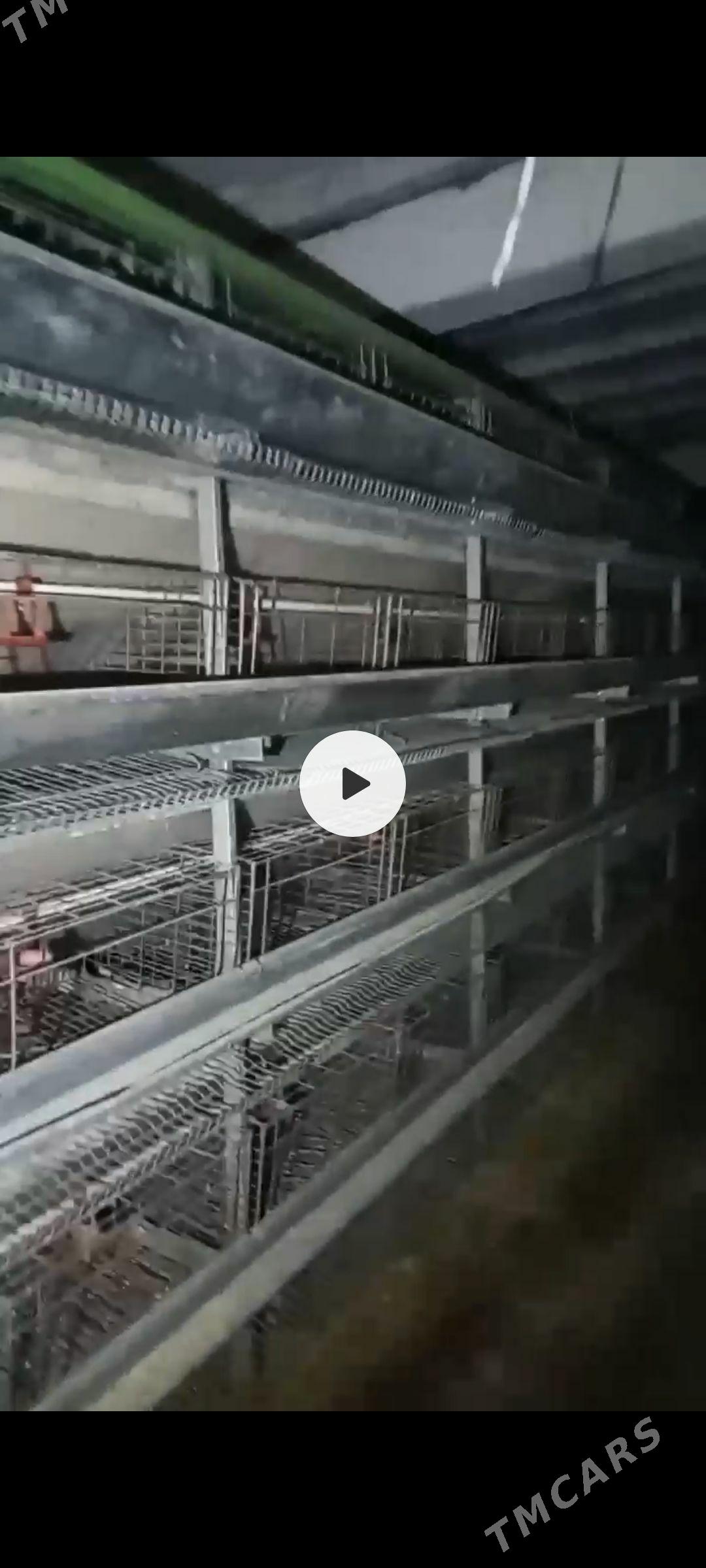 towuk ferm - Ак-Бугдайский этрап - img 1