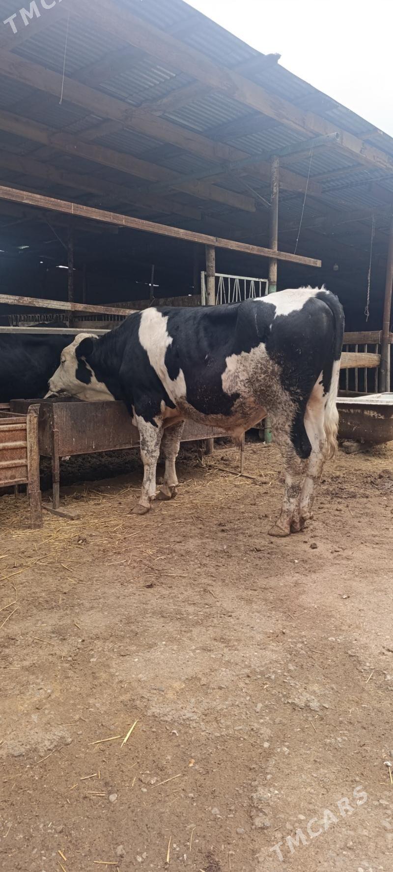 okuz - Aşgabat - img 1