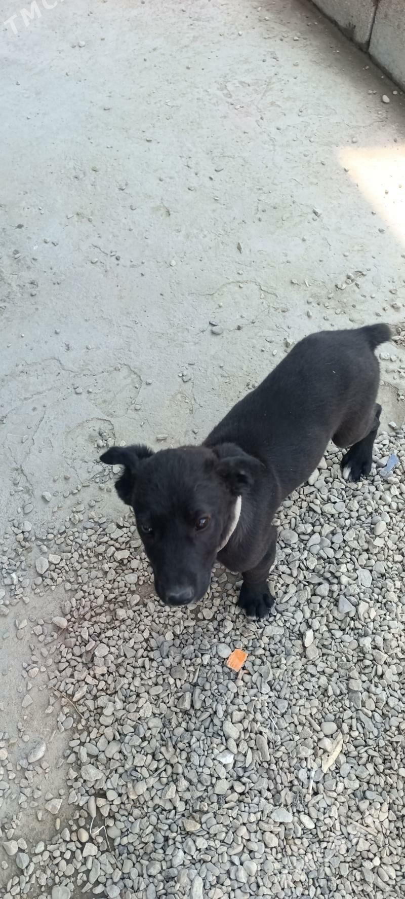 spanyek - Балканабат - img 1