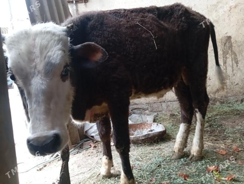 ÖKÜZ - Büzmeýin - img 1